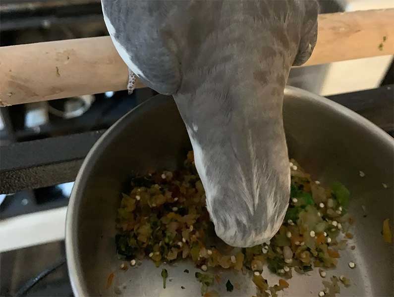 334468224 968665864148410 4132835346404176587 N Jpg - Bird Sitting Brampton