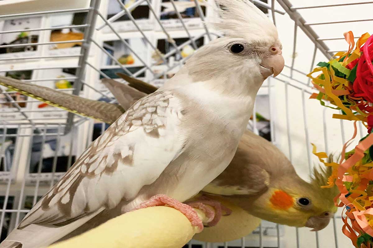 big-grey-little-white-1536x1536