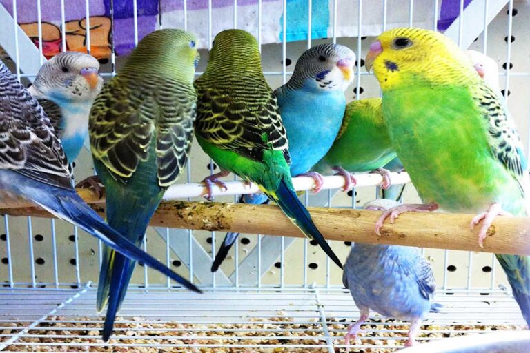 Birds - Bird Sitting Brampton
