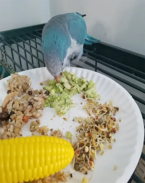 Jingo 480x480 - Bird Sitting Brampton